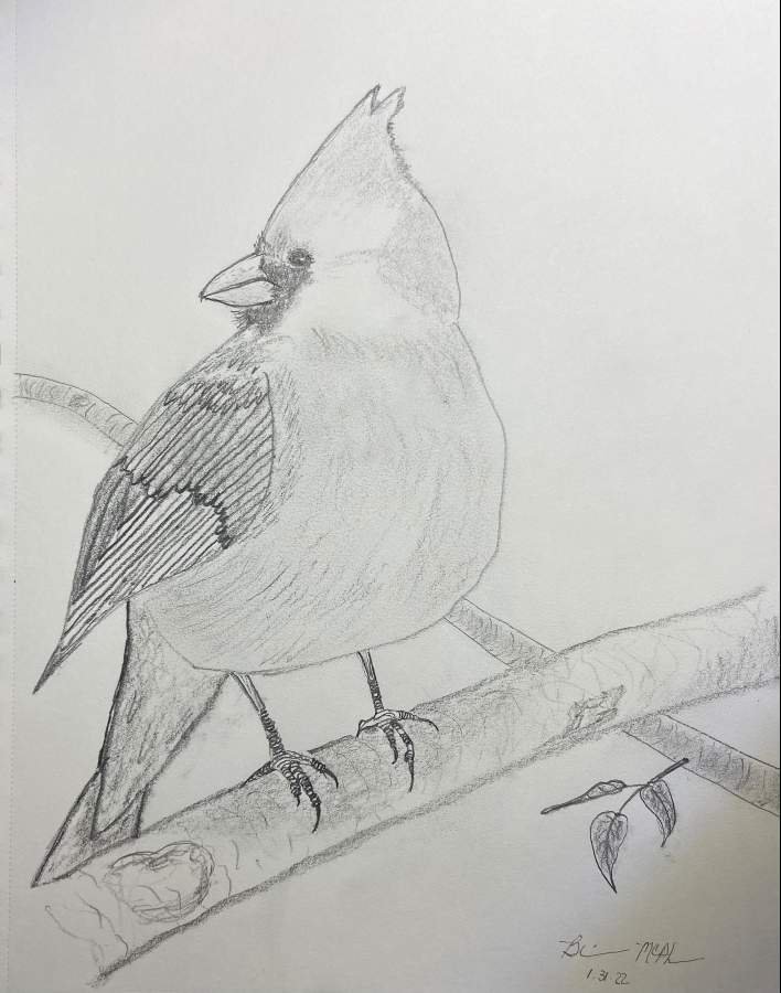 Cardinal Sketch