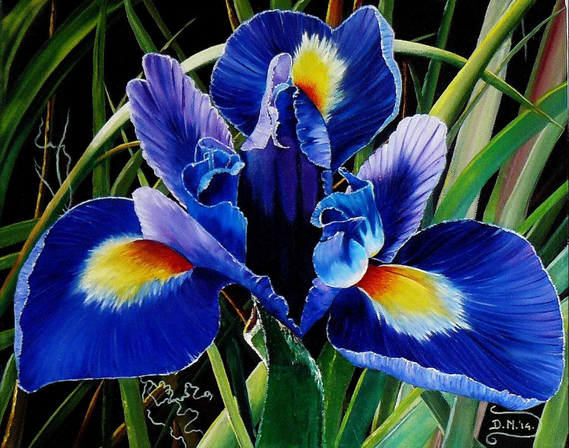 bluej iris