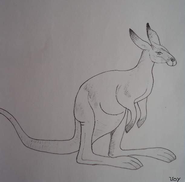 226 Kangaroo Drawing Stock Photos HighRes Pictures and Images  Getty  Images